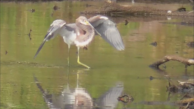 Tricolored Heron - ML623816297