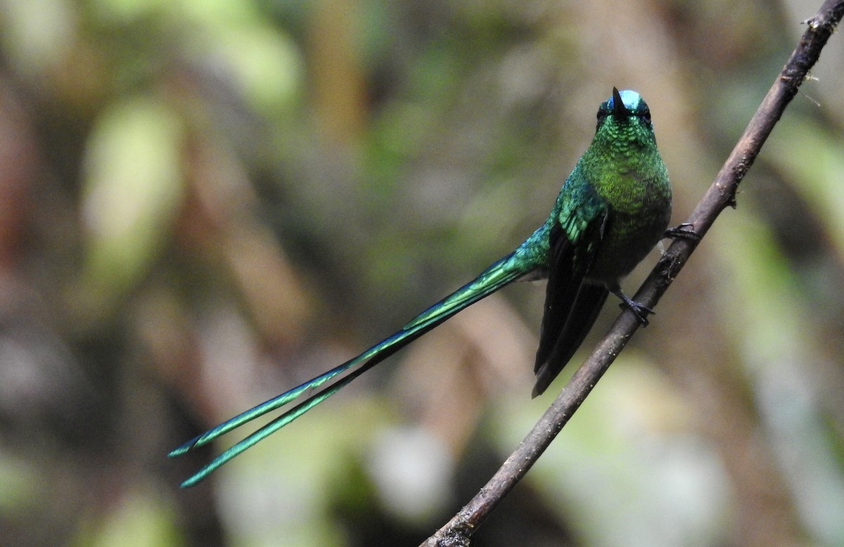 Long-tailed Sylph - ML623816307