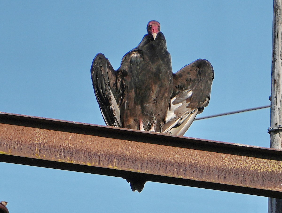 Turkey Vulture - ML623816349