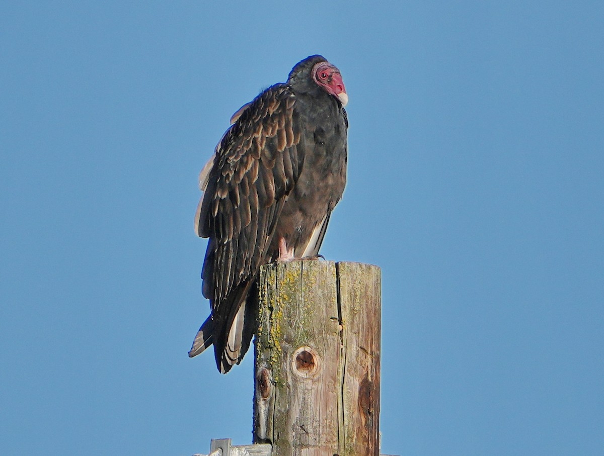 Turkey Vulture - ML623816351