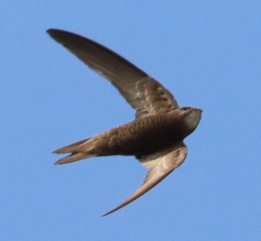 Pallid Swift - ML623816367