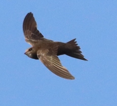 Pallid Swift - ML623816369