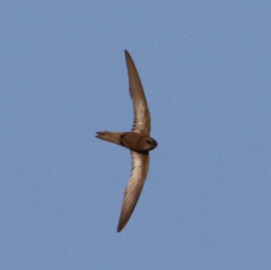 Pallid Swift - ML623816379