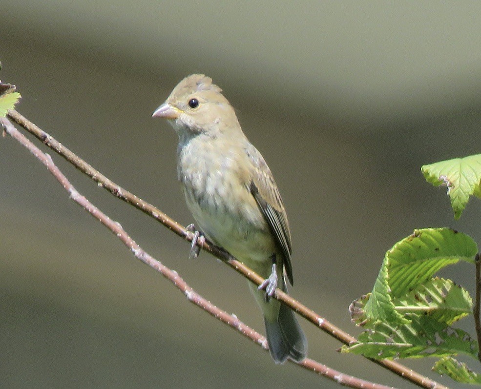 Indigo Bunting - ML623816390