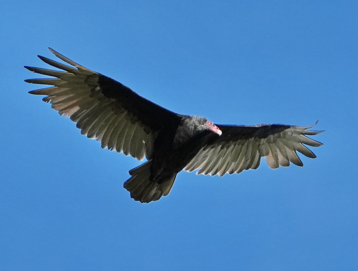 Turkey Vulture - ML623816415