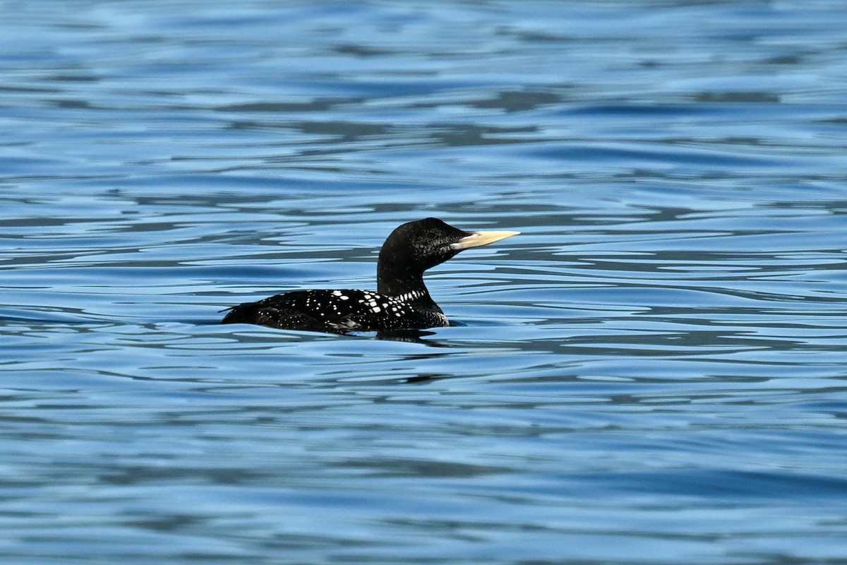 loon sp. - ML623816416