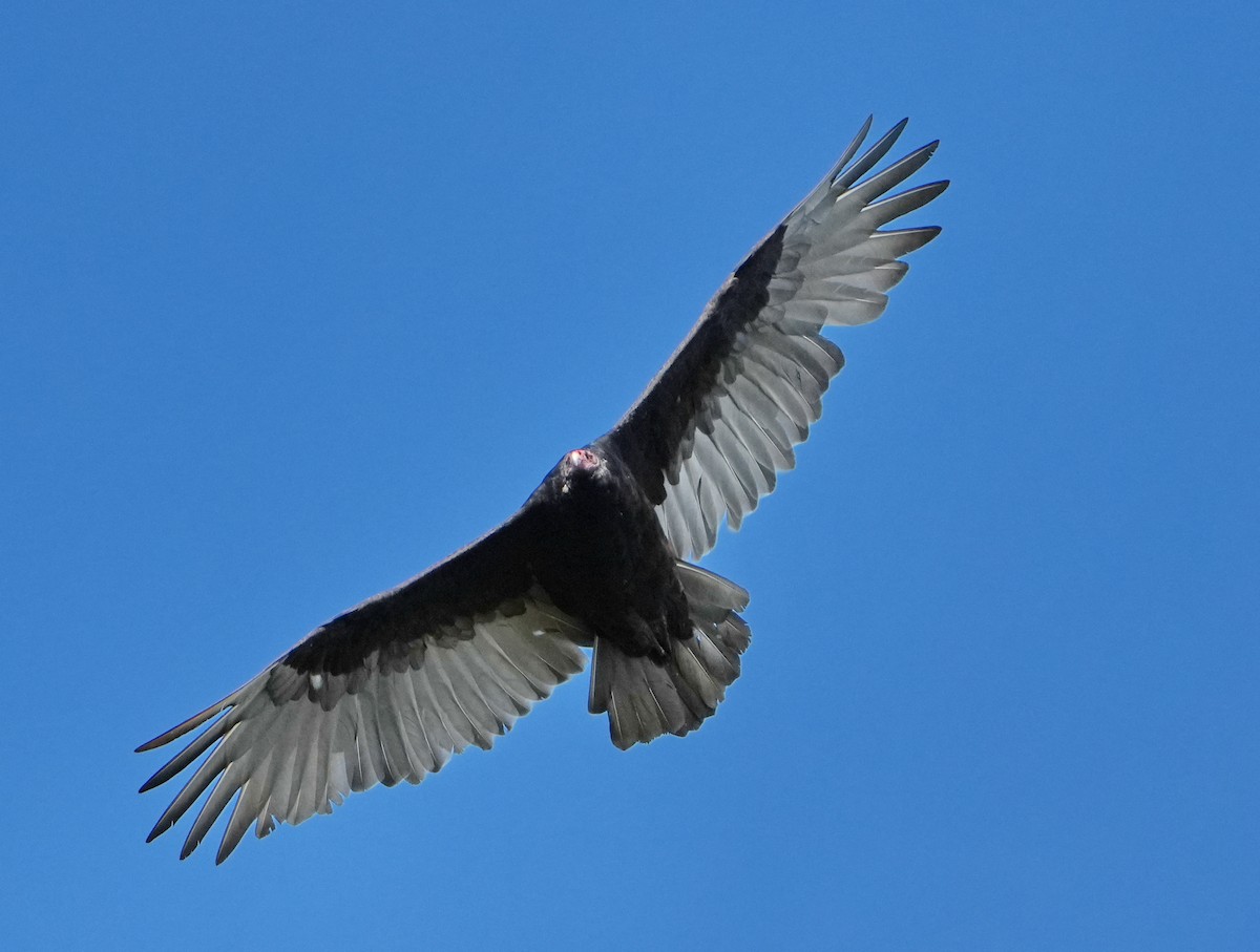 Turkey Vulture - ML623816417