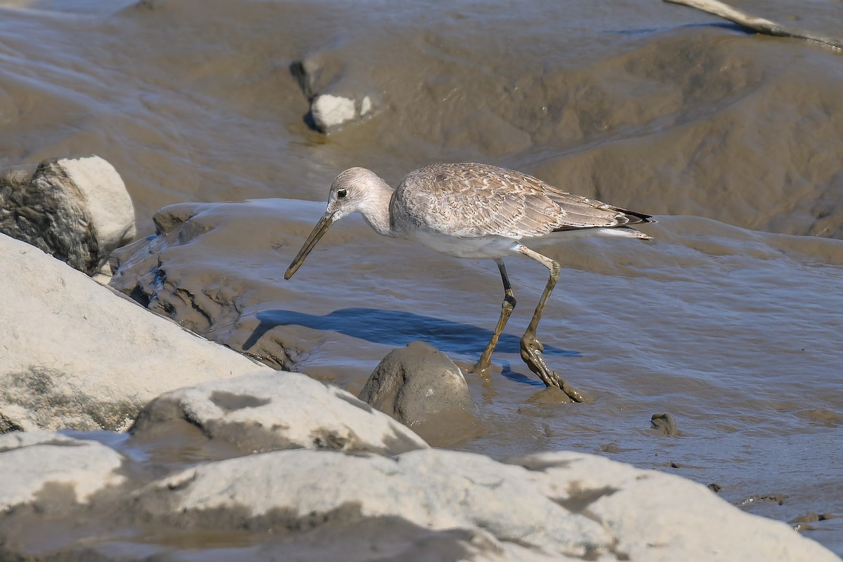 Willet - ML623816448