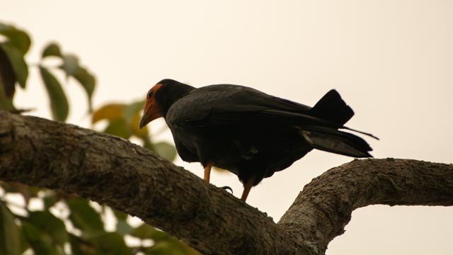 Black Caracara - ML623816456