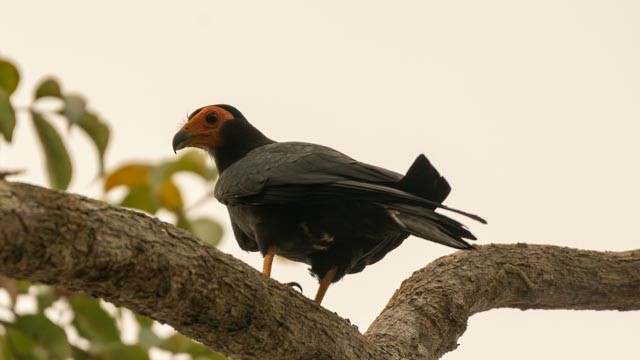 Black Caracara - ML623816457