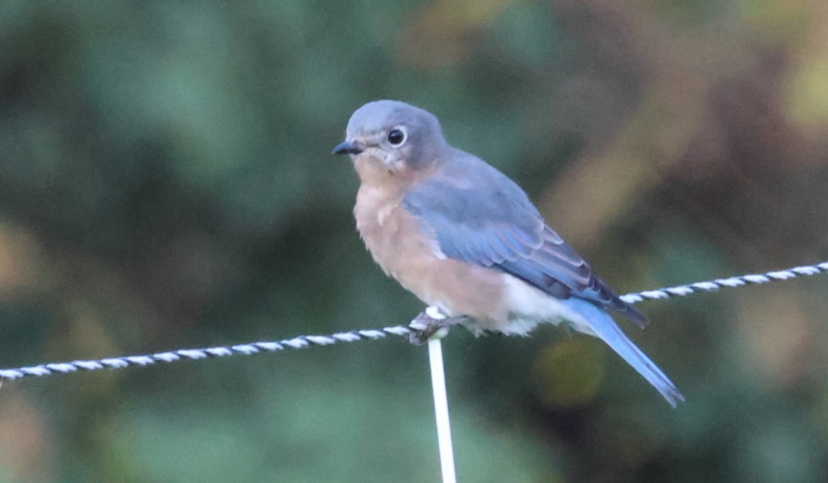 Eastern Bluebird - ML623816458