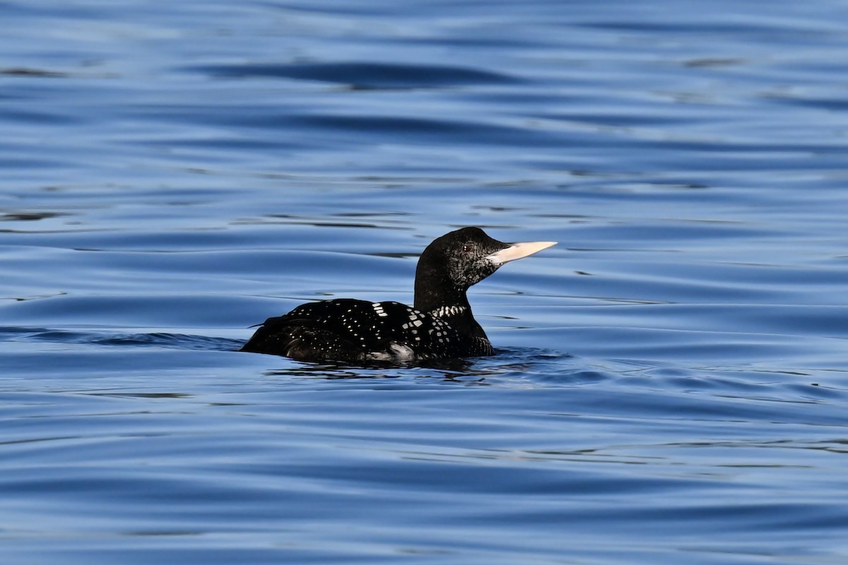 loon sp. - ML623816465