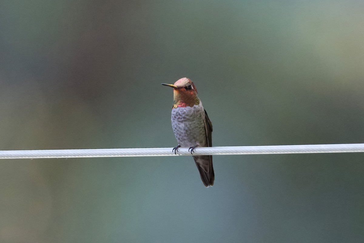 Anna's Hummingbird - ML623816541