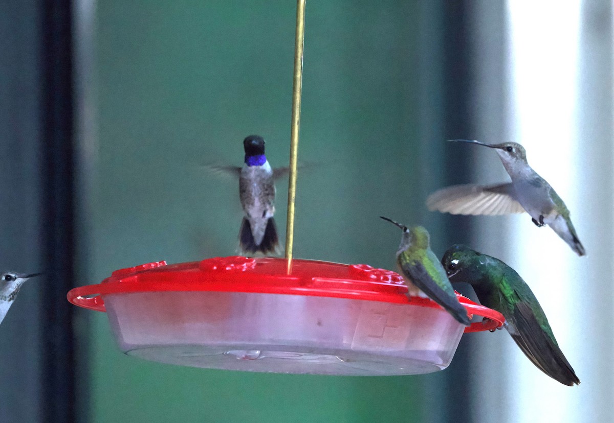 Black-chinned Hummingbird - Matt Mason