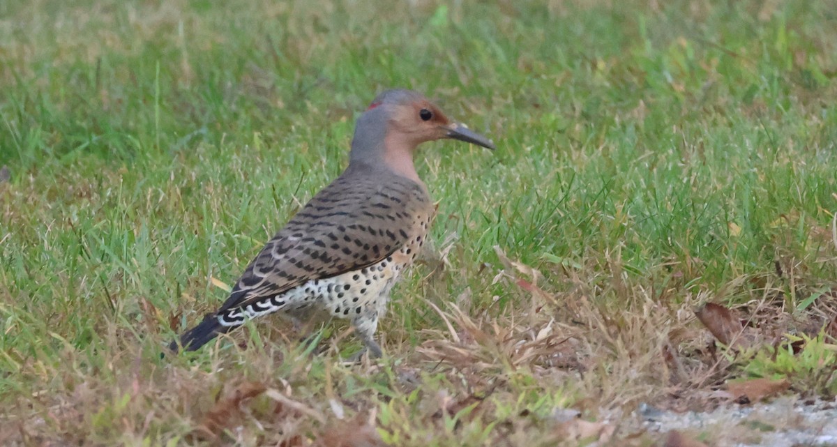 Northern Flicker - Jan Harm Wiers