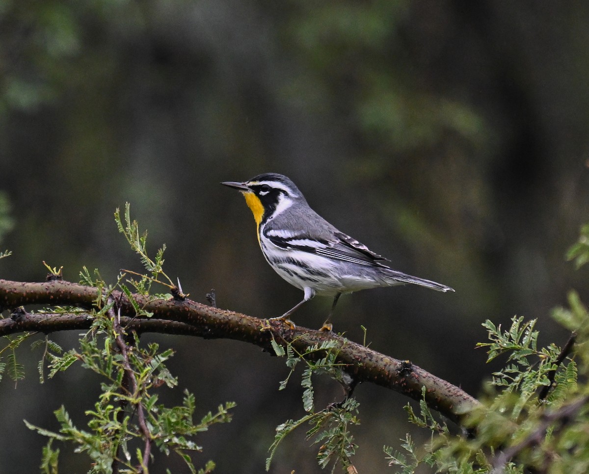 Пісняр-лісовик чорнощокий - ML623816567