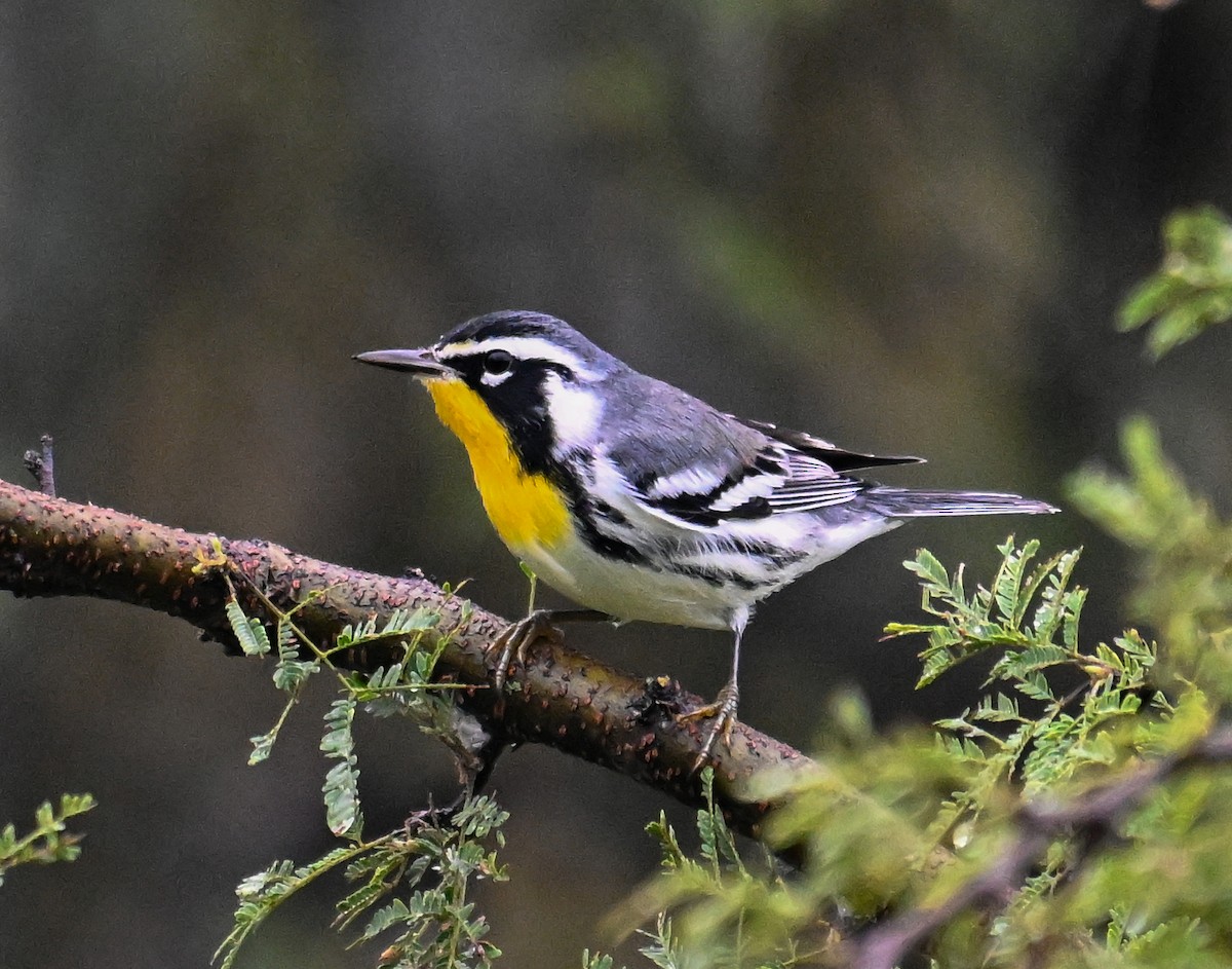 Пісняр-лісовик чорнощокий - ML623816569