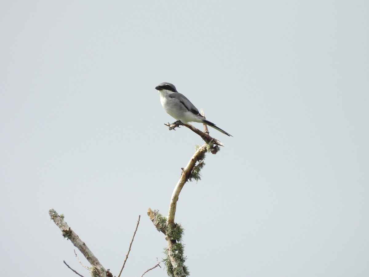 Loggerhead Shrike - Sarah 🦇