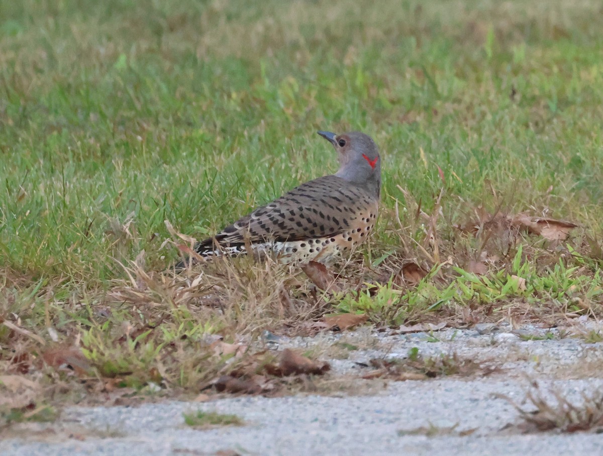 Northern Flicker - ML623816596