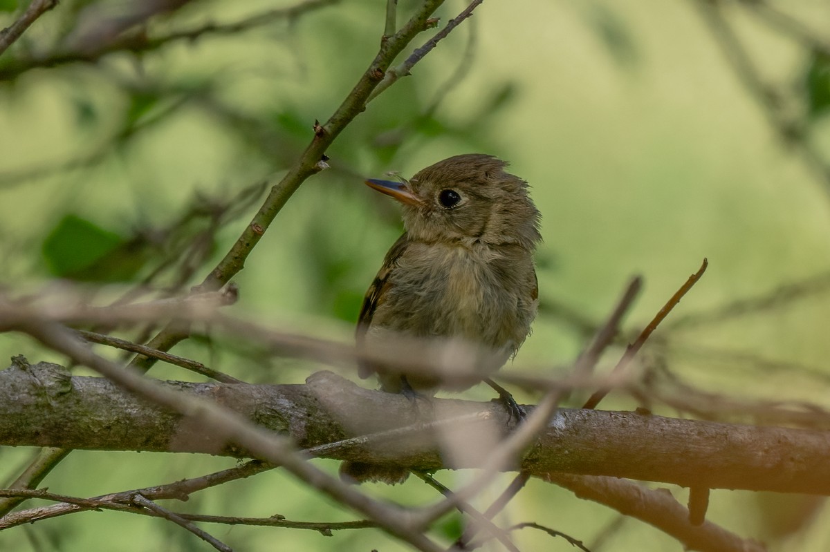 Western Flycatcher - ML623816605