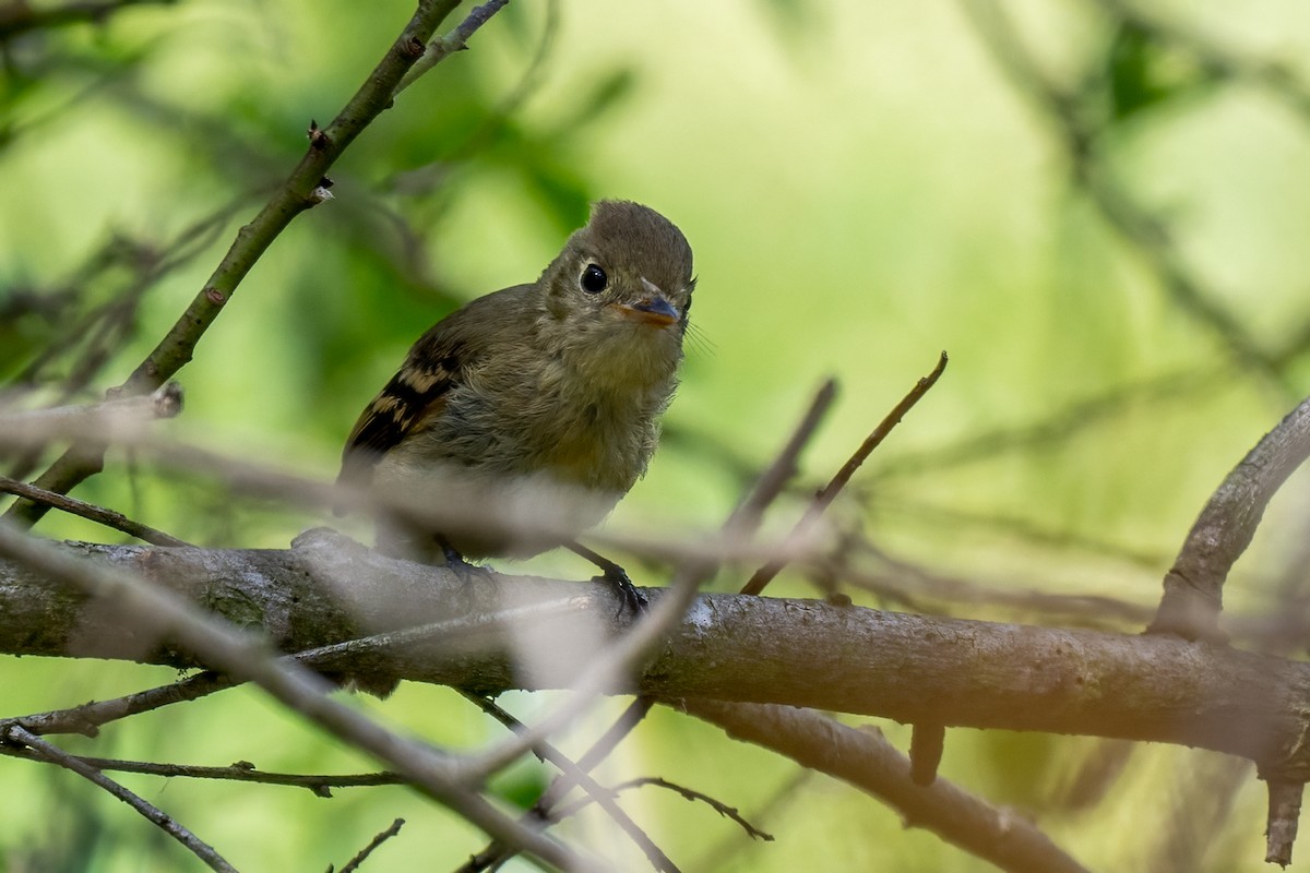 Western Flycatcher - ML623816606