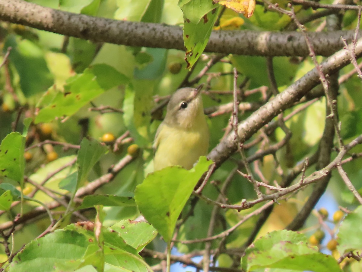 Philadelphia Vireo - Kevin Cronin