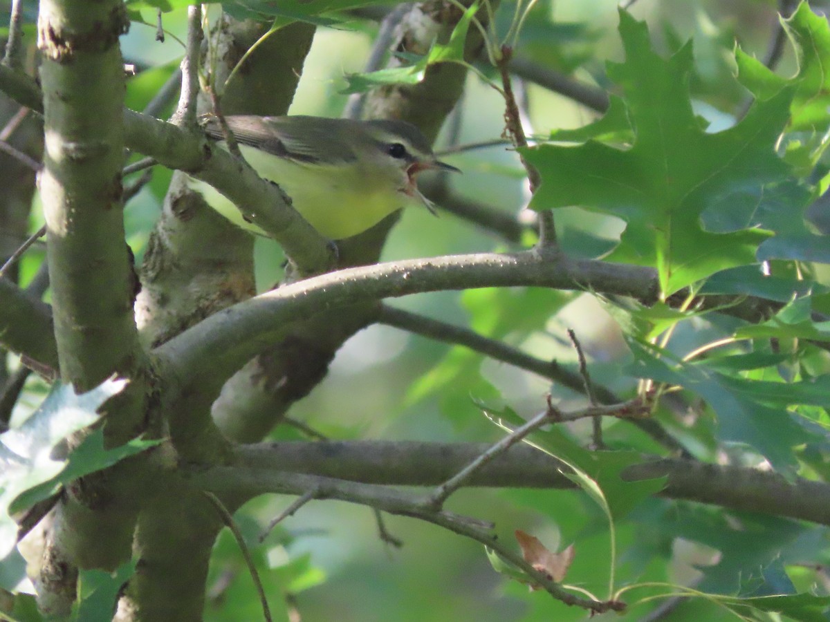 Philadelphia Vireo - Kevin Cronin