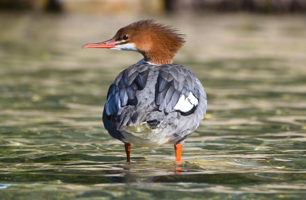 Common Merganser - ML623816660