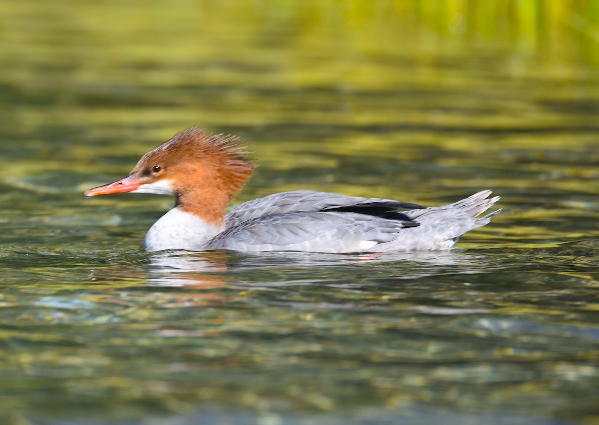 Common Merganser - ML623816661