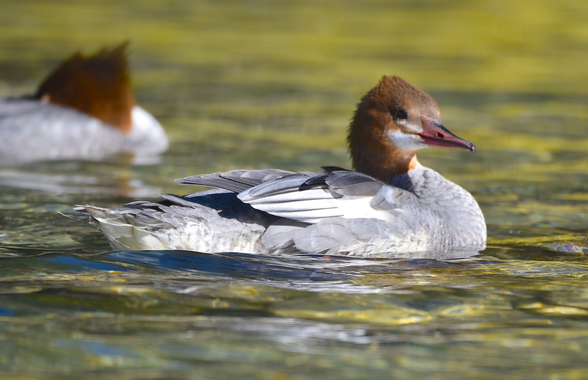 Common Merganser - ML623816662