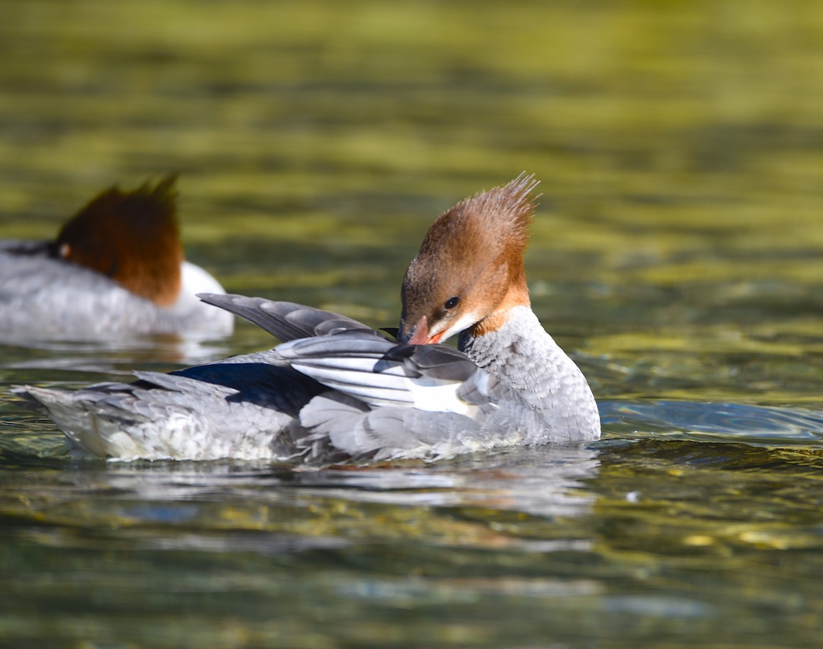 Common Merganser - ML623816663