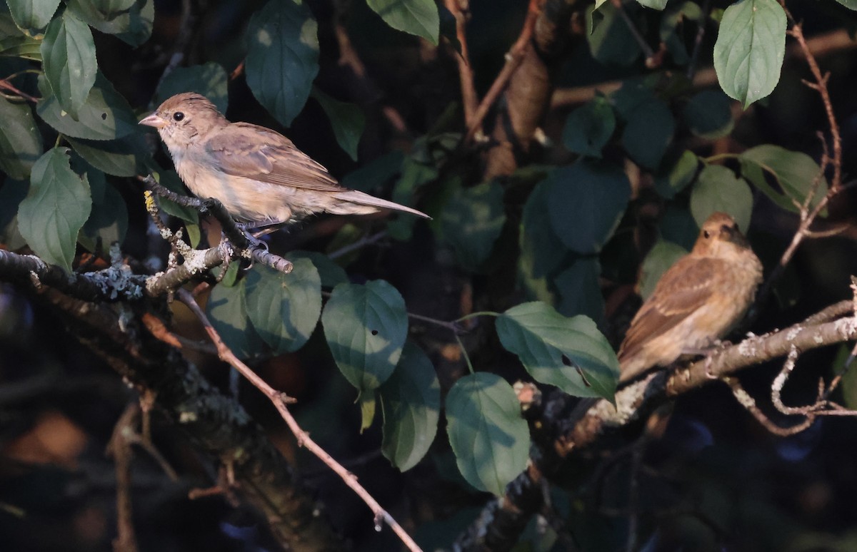 Indigo Bunting - ML623816680