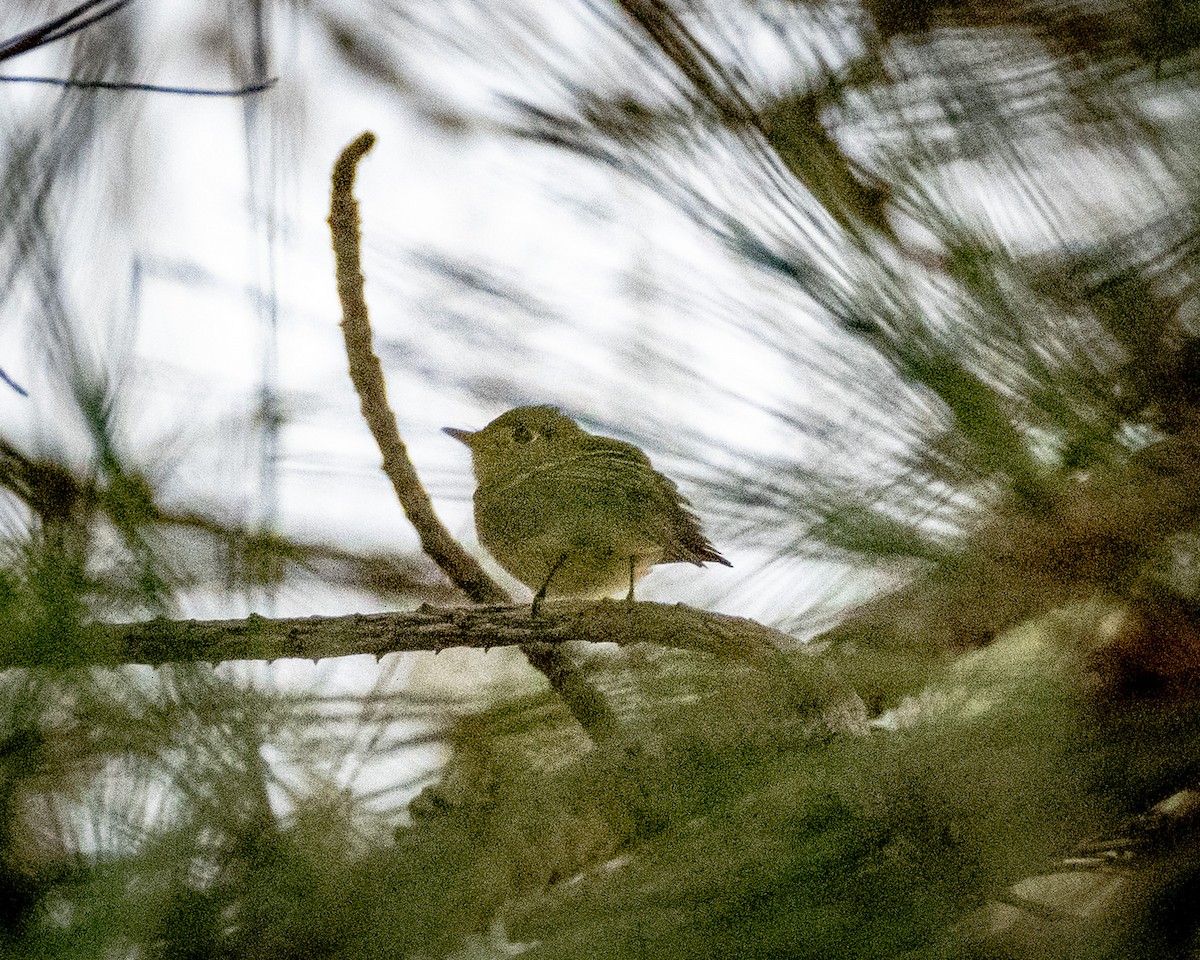 Western Flycatcher (Pacific-slope) - ML623816689