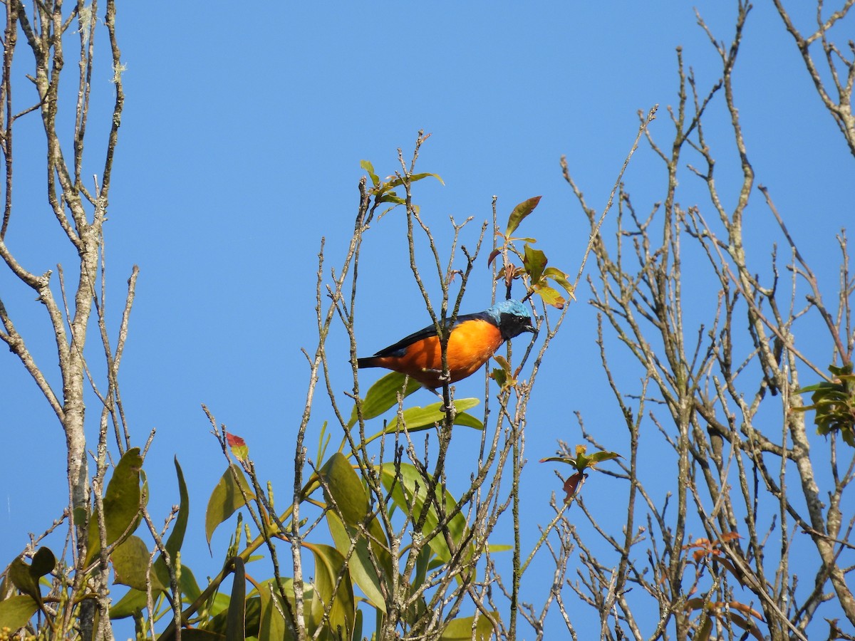 Elegant Euphonia - Luz Rodriguez Parga