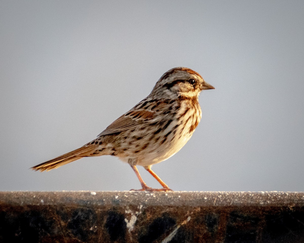 Song Sparrow - ML623816703