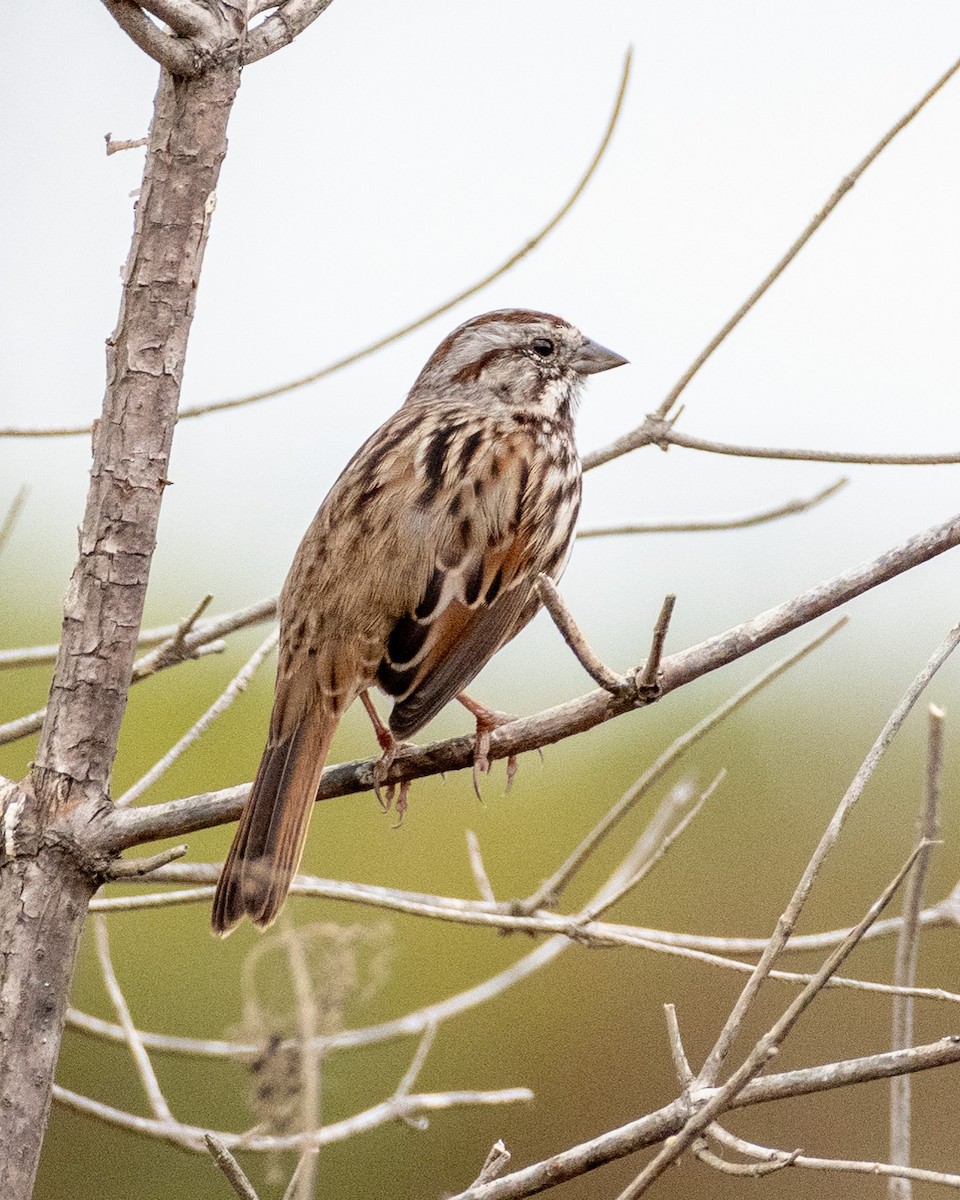 Song Sparrow - ML623816713