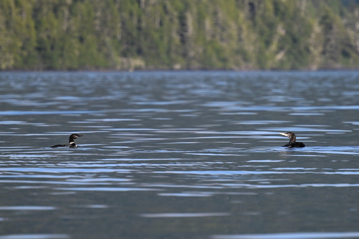 loon sp. - ML623816724