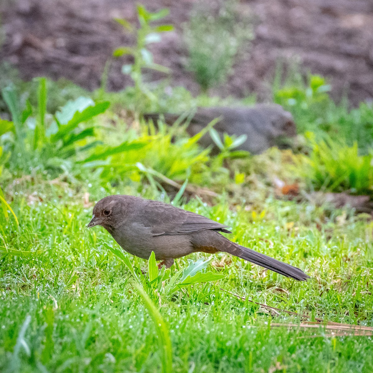 California Towhee - ML623816725