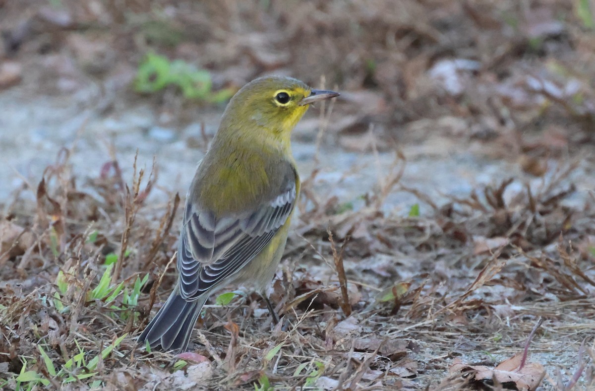 Pine Warbler - ML623816734