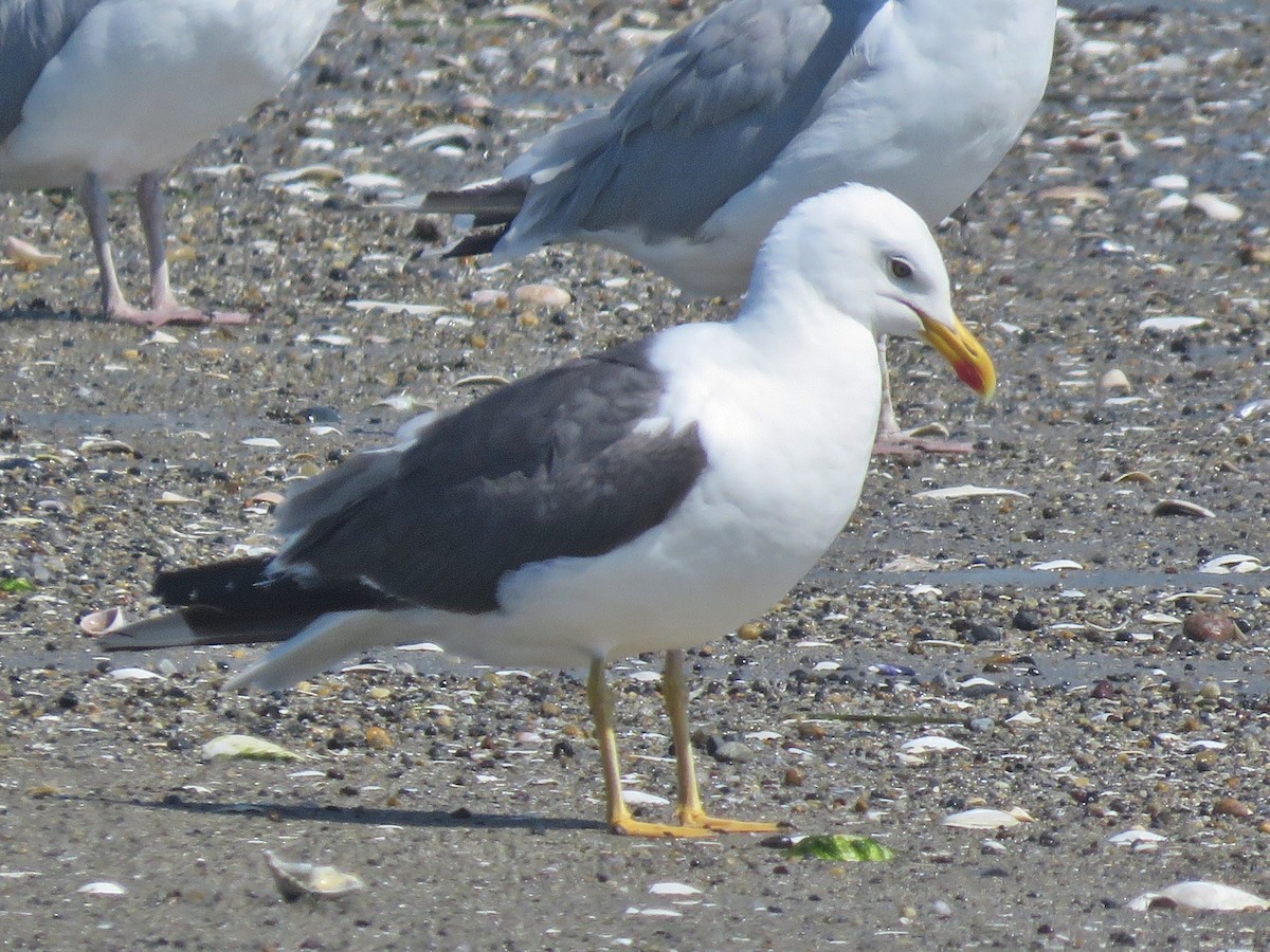 Gaviota Sombría - ML623816749