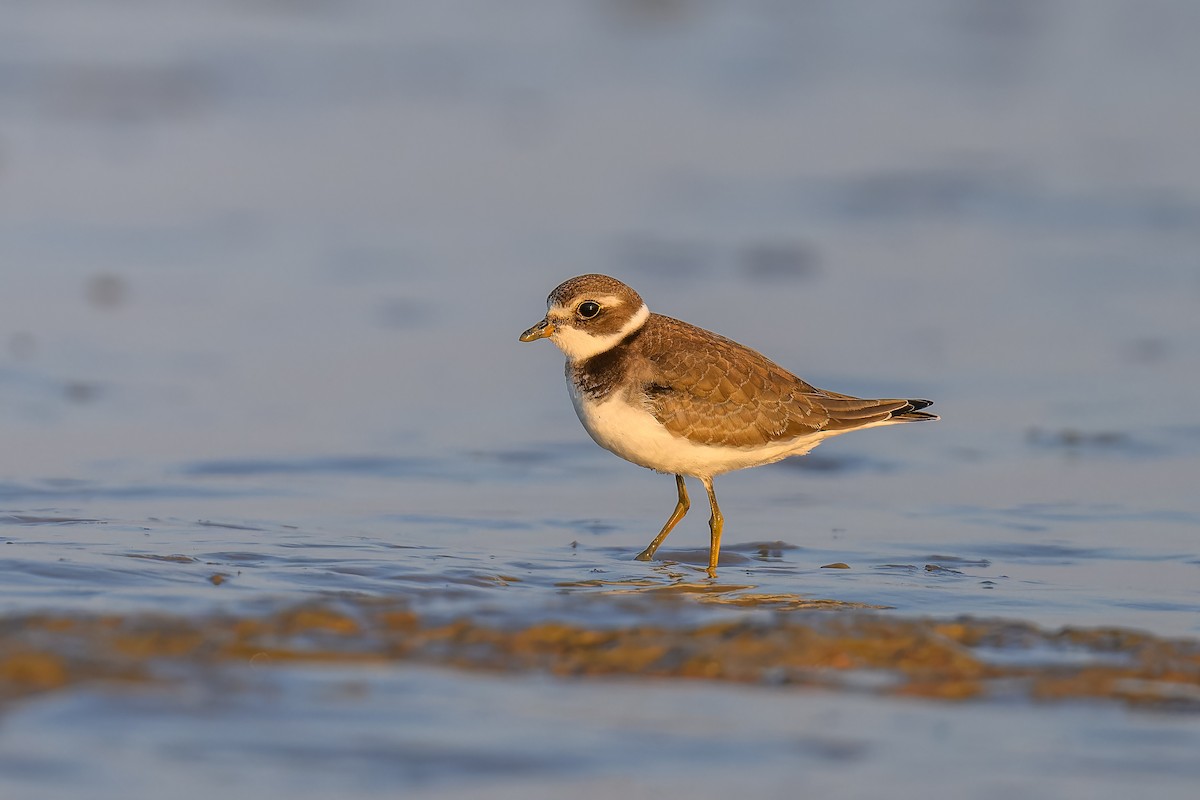 Semipalmated Plover - ML623816768