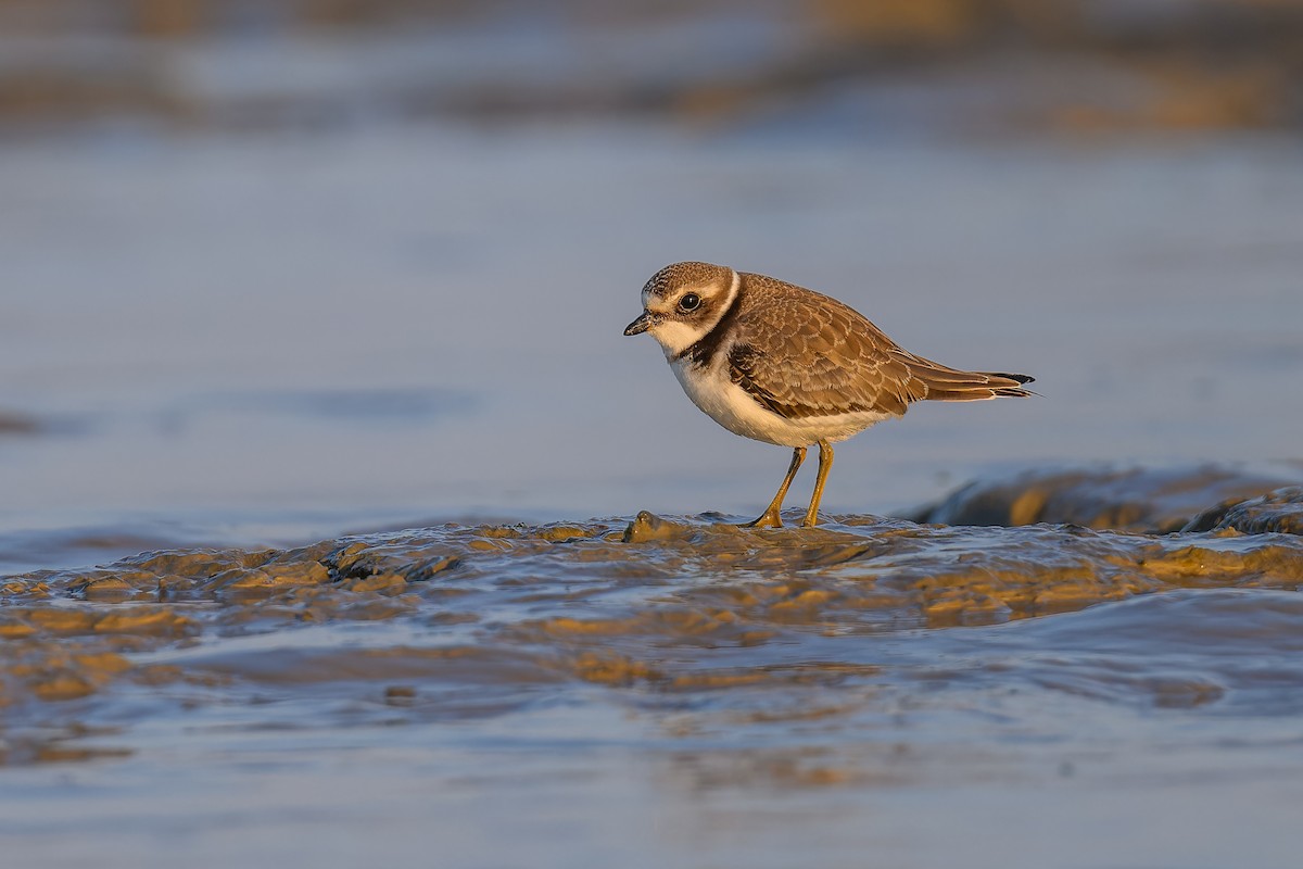 Semipalmated Plover - ML623816769