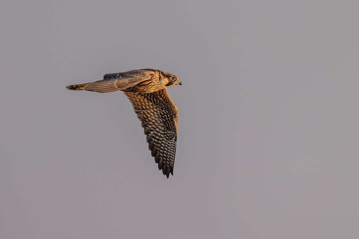 Peregrine Falcon - Simon Villeneuve