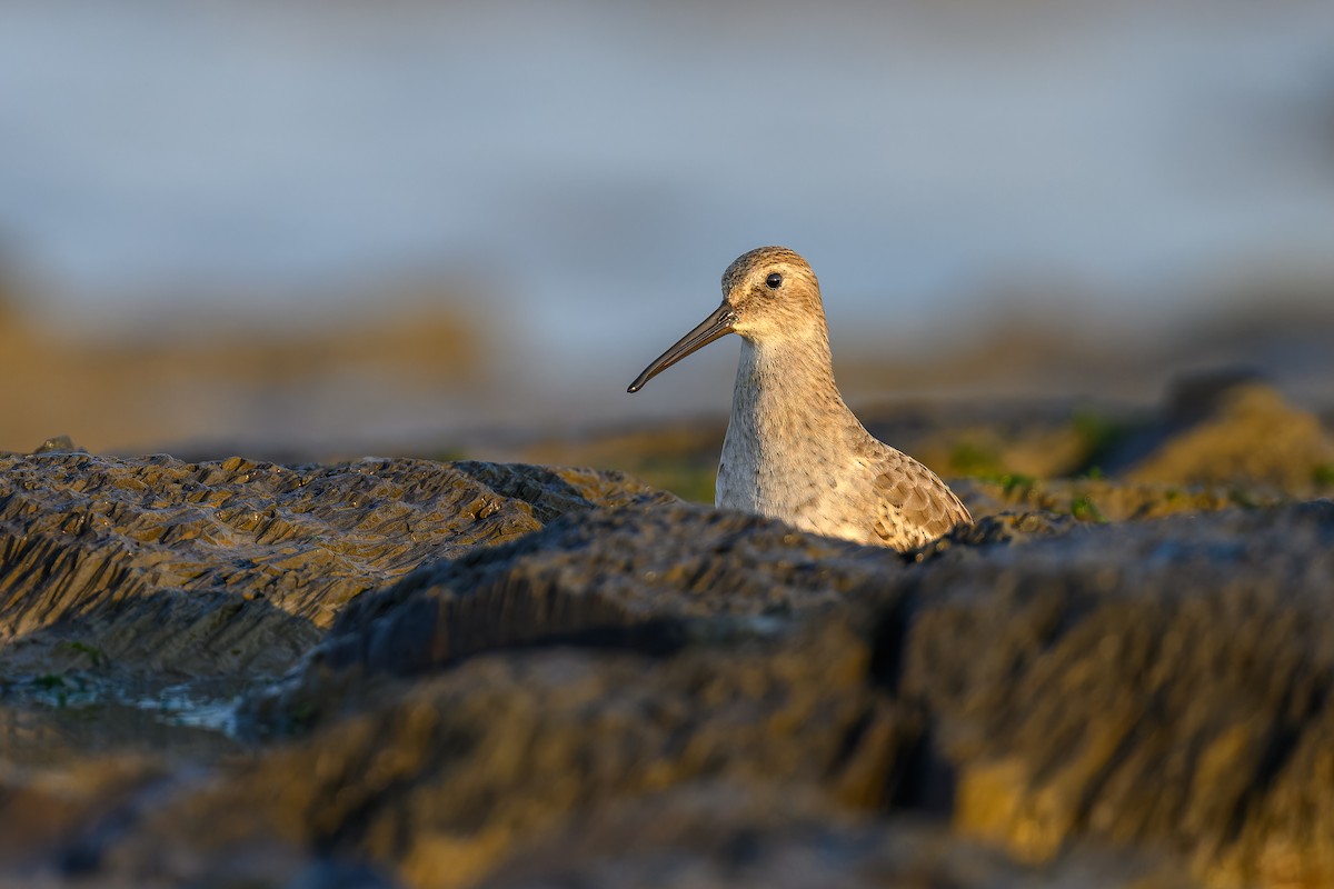 Dunlin - ML623816785