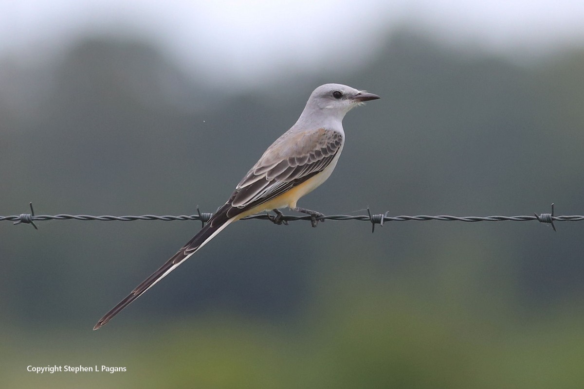 Scissor-tailed Flycatcher - ML623816790