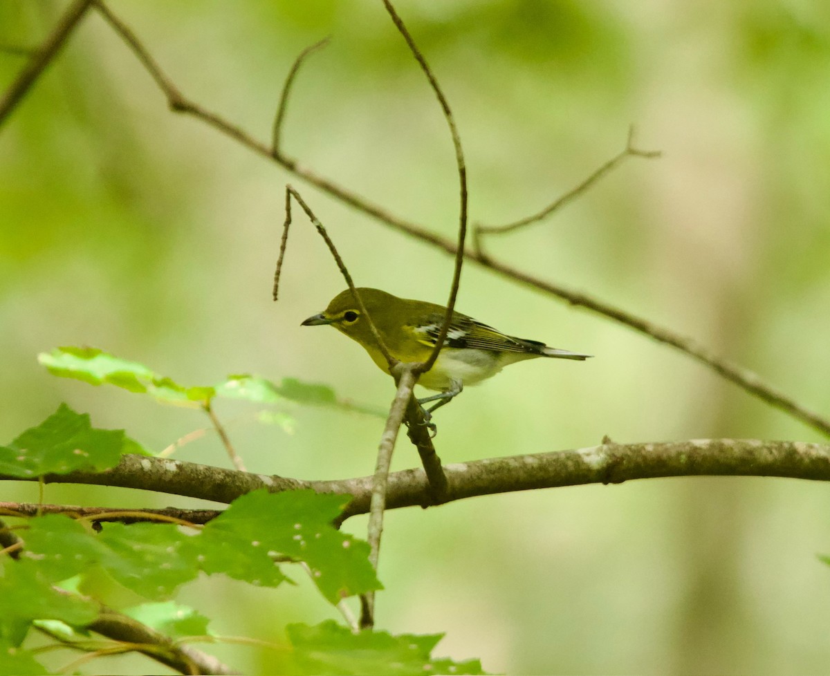 Yellow-throated Vireo - ML623816794