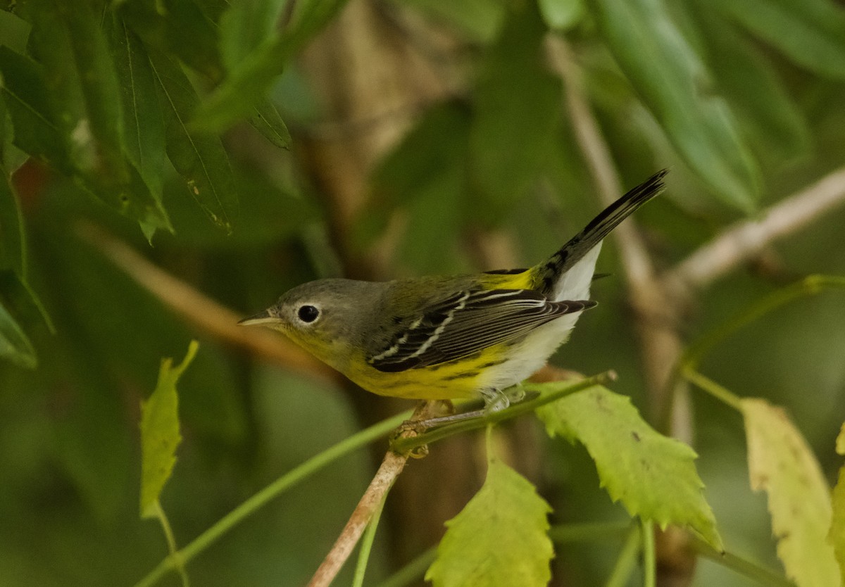 Magnolia Warbler - ML623816810