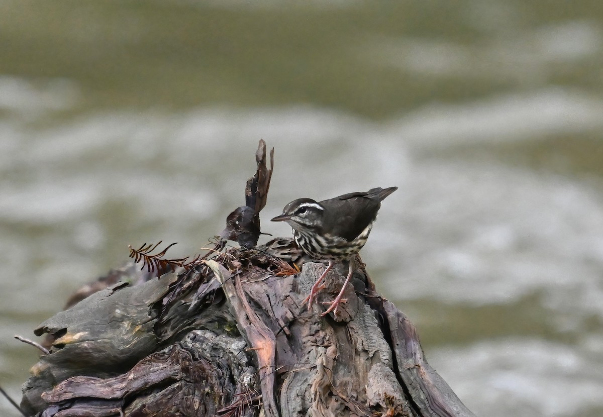 Louisiana Waterthrush - ML623816841