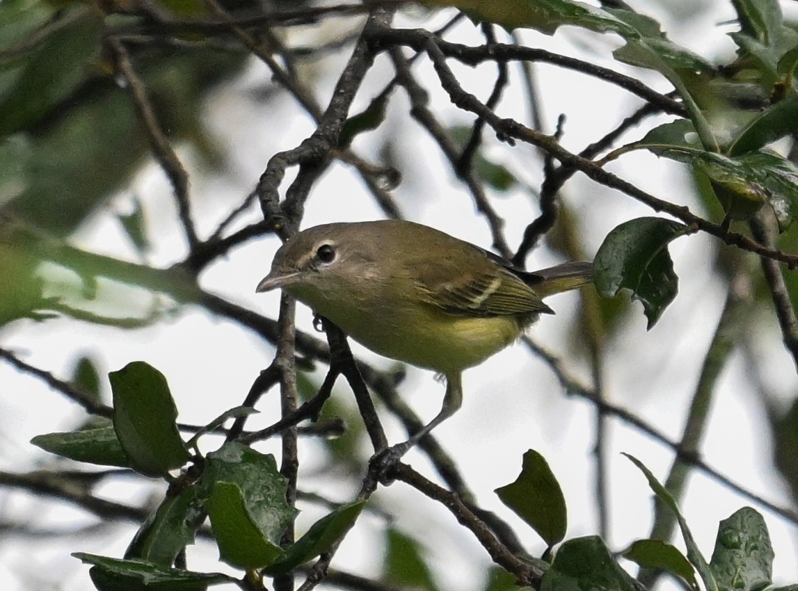 Bell's Vireo - ML623816846