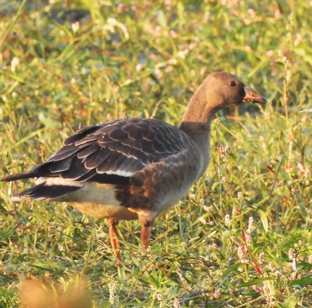 Greater White-fronted Goose - ML623816856